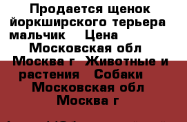 Продается щенок йоркширского терьера (мальчик) › Цена ­ 15 000 - Московская обл., Москва г. Животные и растения » Собаки   . Московская обл.,Москва г.